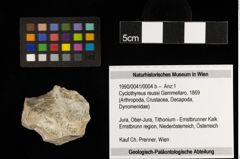 Foto (Objekt + Etiketten) von Cyclothyreus reussi (Gemmellaro, 1869) (NHMW-GEO-1990-0041-0004b)